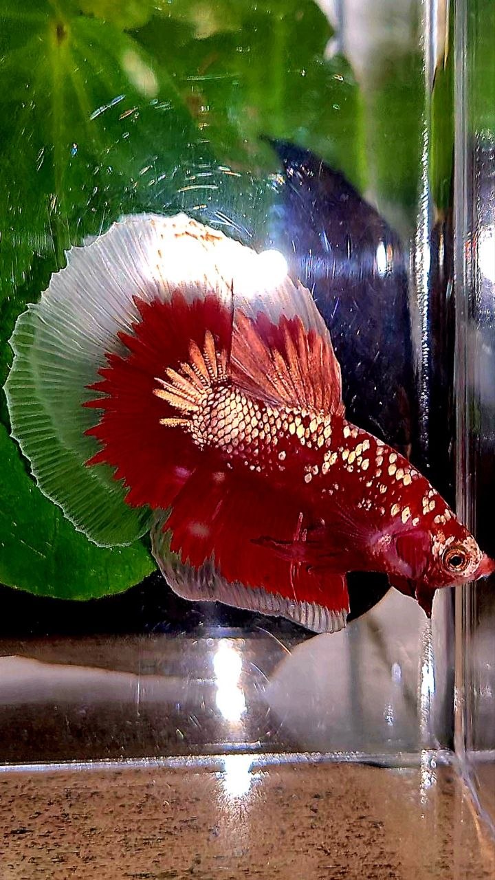 HALFMOON RED GOLD GALAXY RGG BETTA FISH