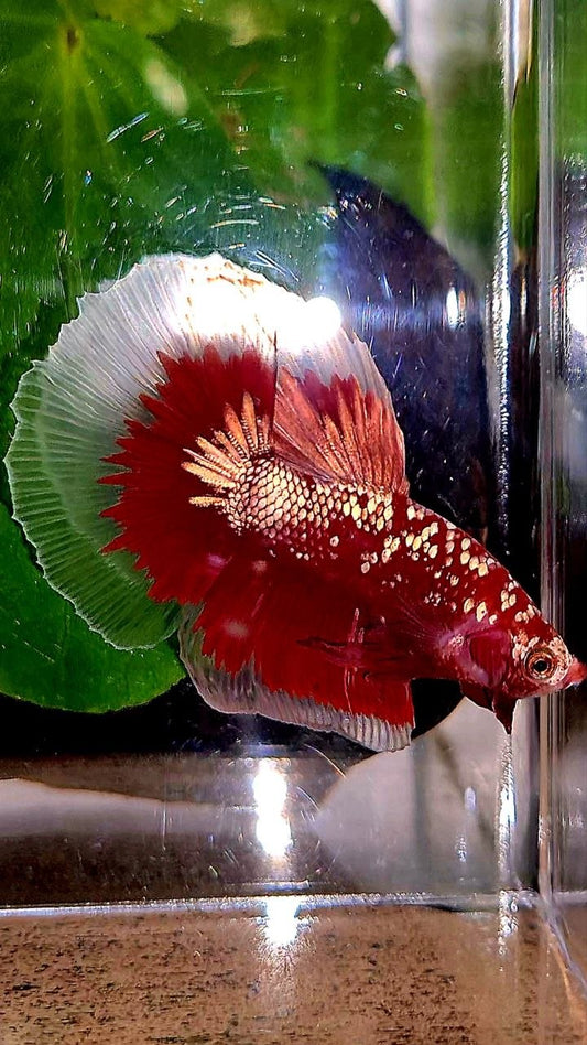 HALFMOON RED GOLD GALAXY RGG BETTA FISH