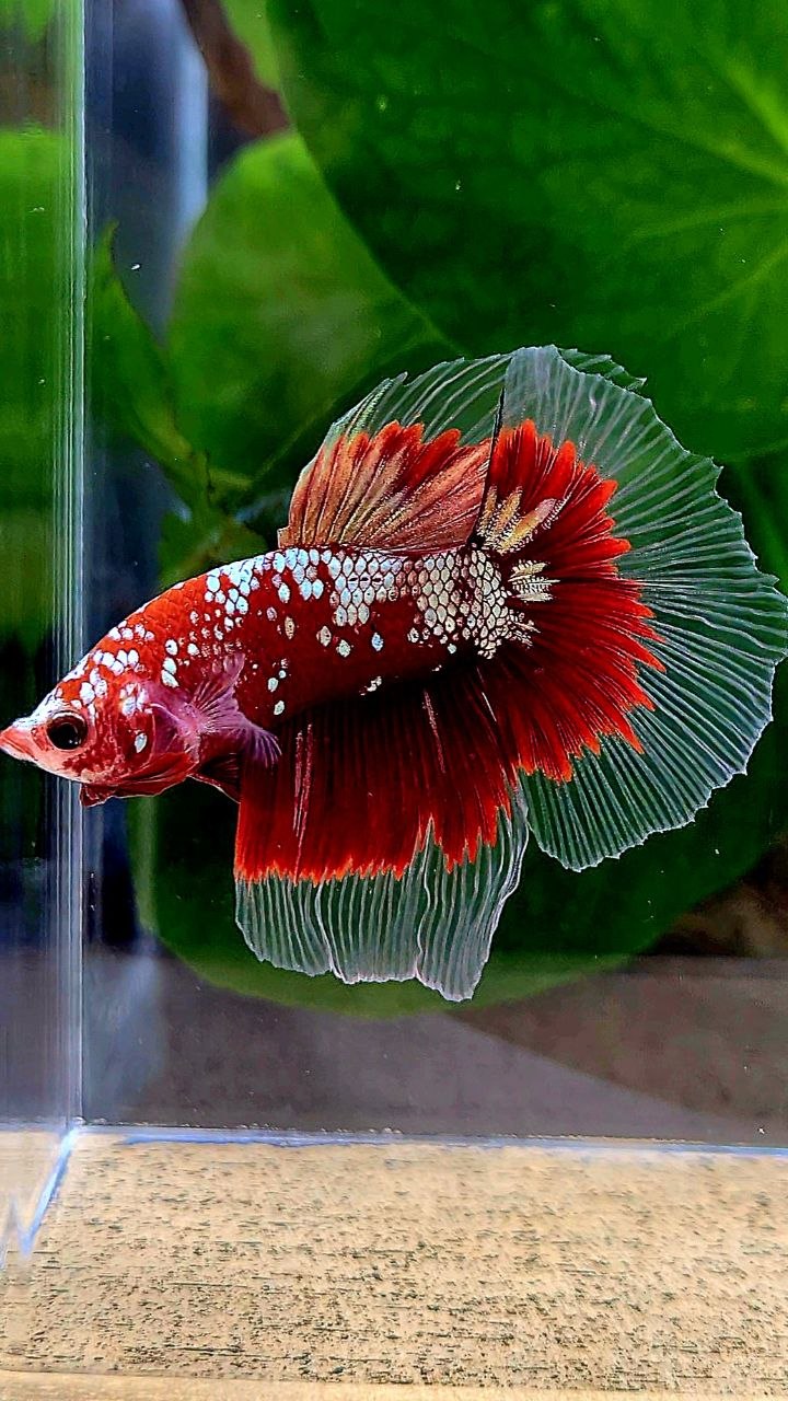 HALFMOON RED GOLD GALAXY RGG BETTA FISH