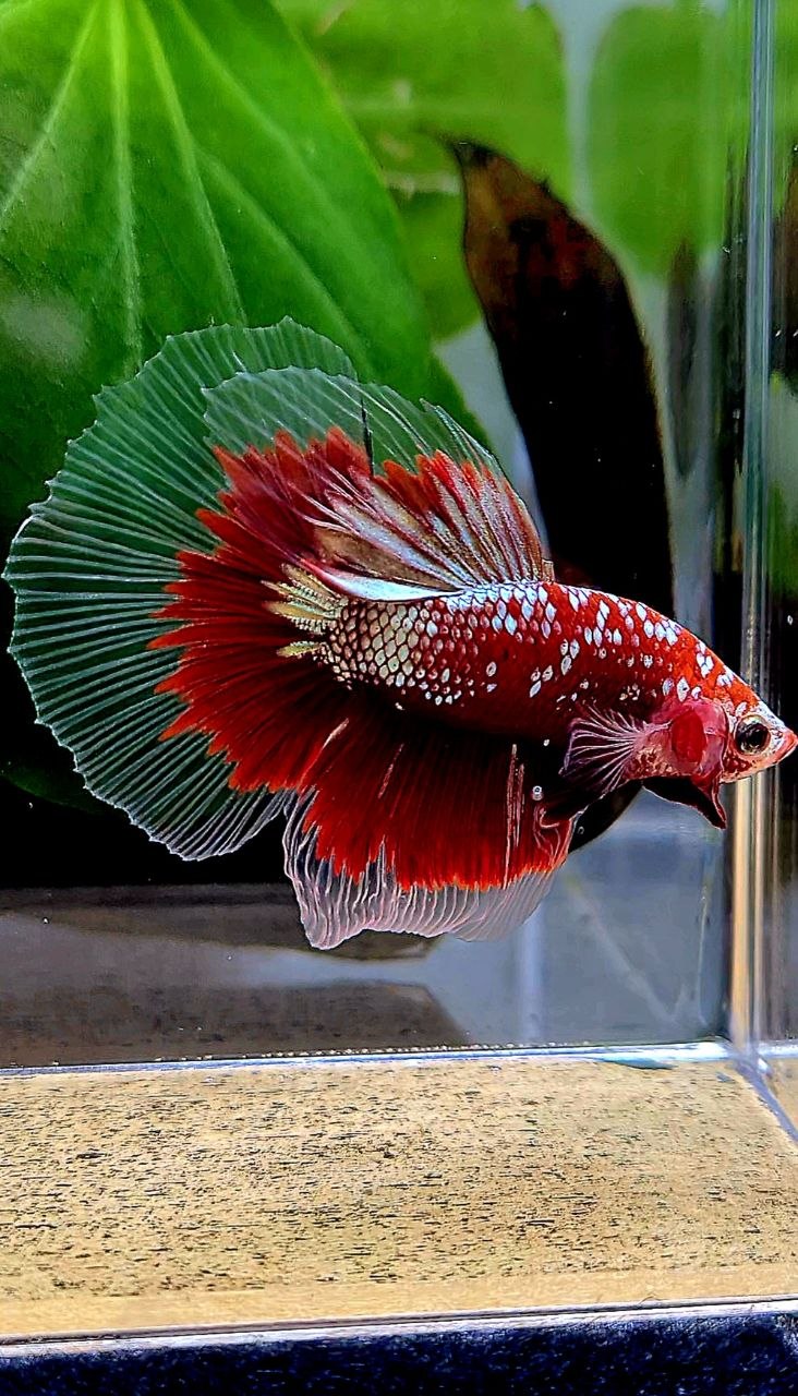 HALFMOON RED GOLD GALAXY RGG BETTA FISH