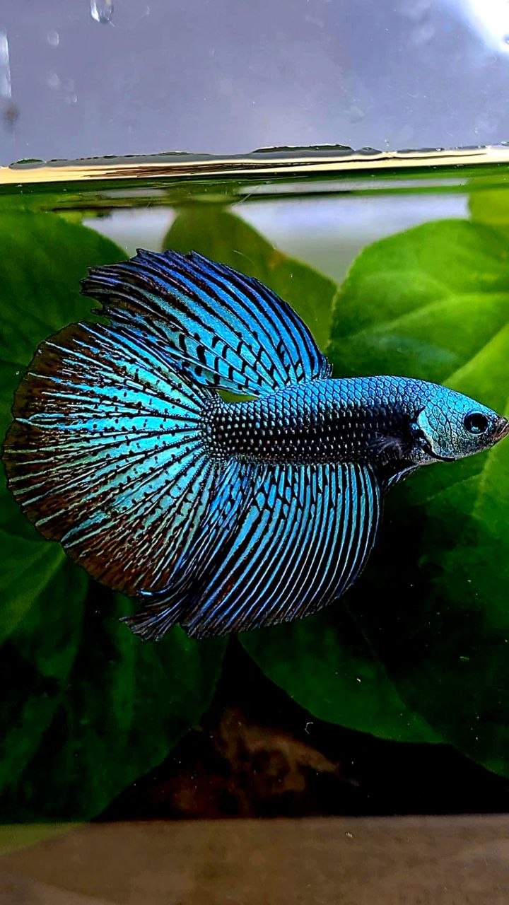 LUXURY HALFMOON ALIEN GREEN BLUE HYBRID WILD BETTA FISH