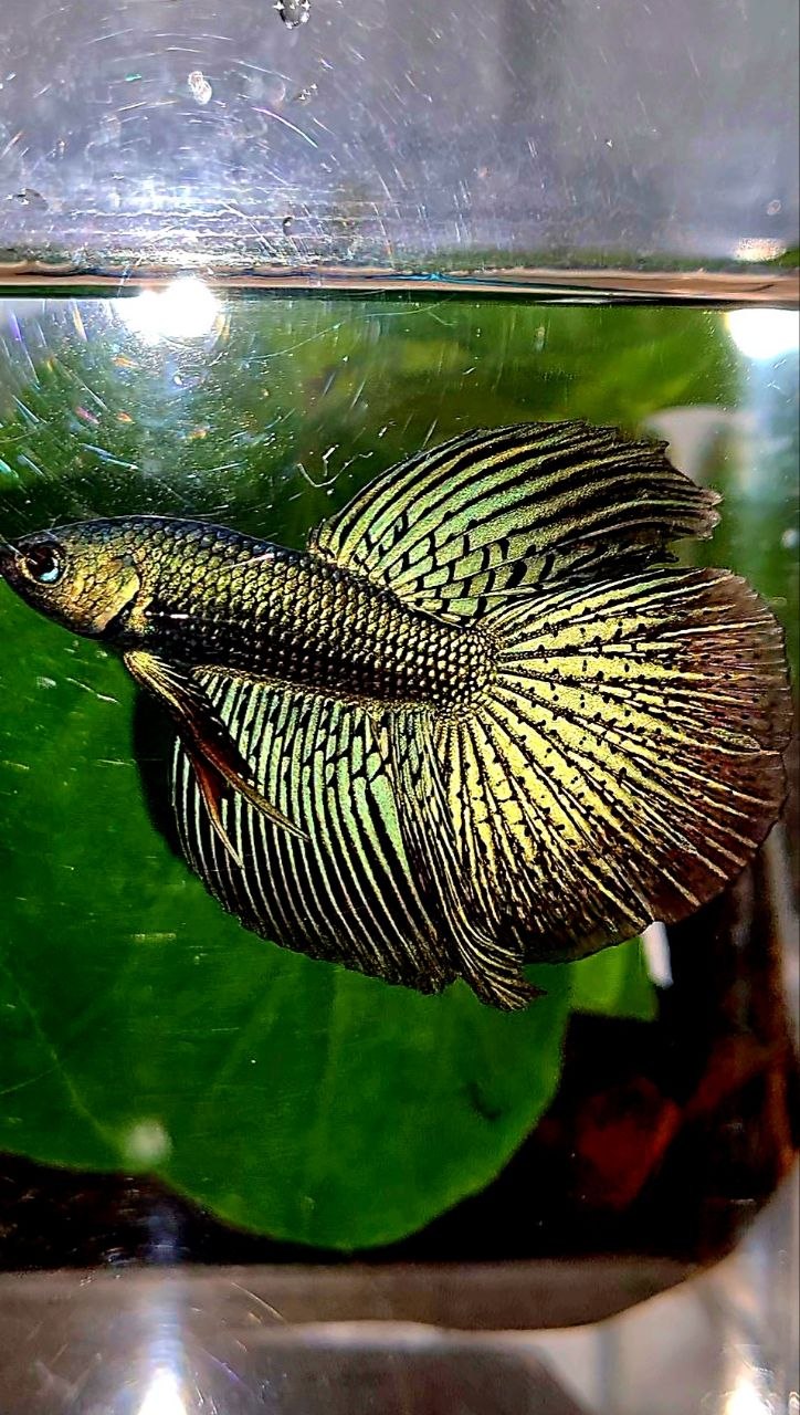 LUXURY HALFMOON ALIEN GREEN BLUE HYBRID WILD BETTA FISH