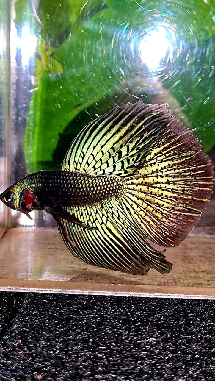 LUXURY HALFMOON ALIEN GREEN BLUE HYBRID WILD BETTA FISH