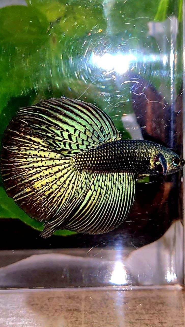 LUXURY HALFMOON ALIEN GREEN BLUE HYBRID WILD BETTA FISH