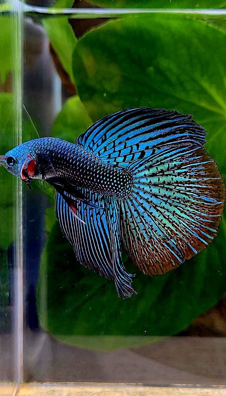 LUXURY HALFMOON ALIEN GREEN BLUE HYBRID WILD BETTA FISH