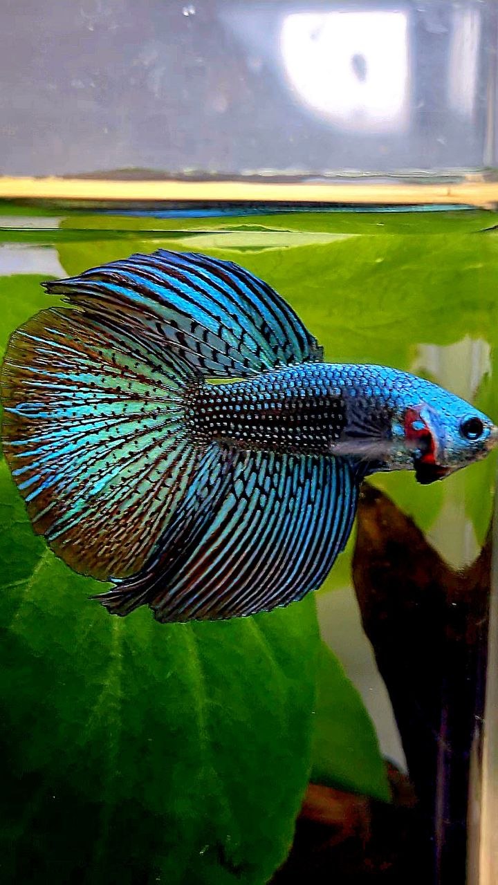 LUXURY HALFMOON ALIEN GREEN BLUE HYBRID WILD BETTA FISH