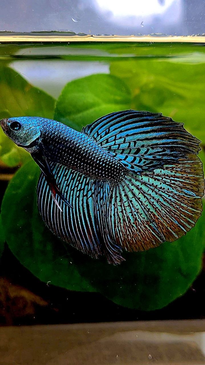 LUXURY HALFMOON ALIEN GREEN BLUE HYBRID WILD BETTA FISH