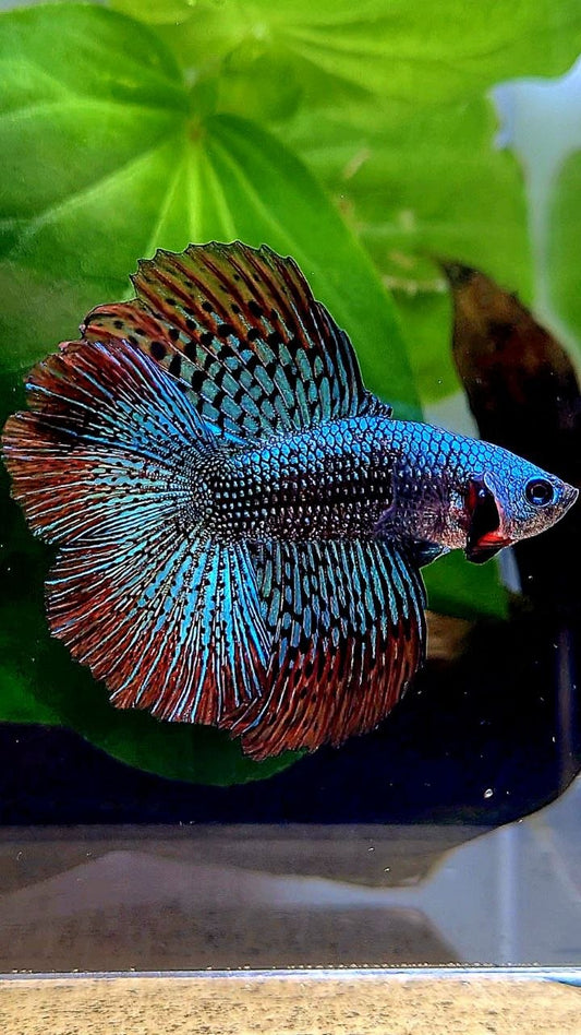 LUXURY HALFMOON DOUBLE TAIL ALIEN GREEN BLUE HYBRID WILD BETTA FISH