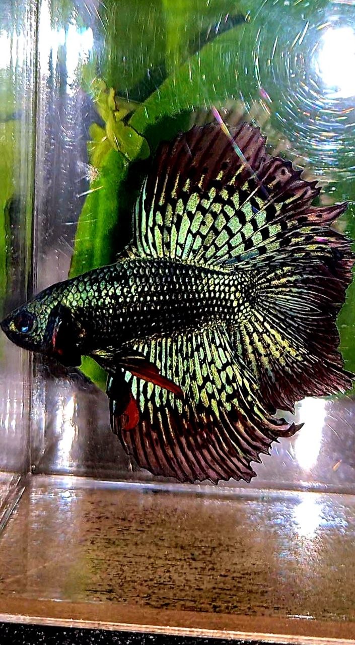 LUXURY HALFMOON DOUBLE TAIL ALIEN GREEN BLUE HYBRID WILD BETTA FISH