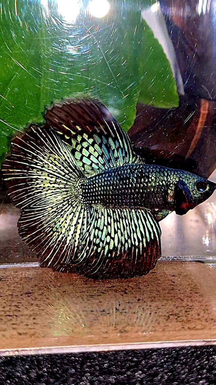 LUXURY HALFMOON DOUBLE TAIL ALIEN GREEN BLUE HYBRID WILD BETTA FISH