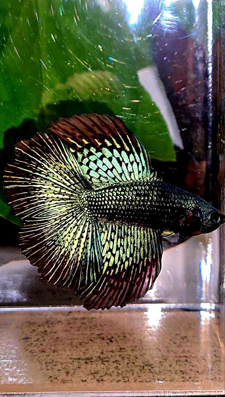 LUXURY HALFMOON DOUBLE TAIL ALIEN GREEN BLUE HYBRID WILD BETTA FISH