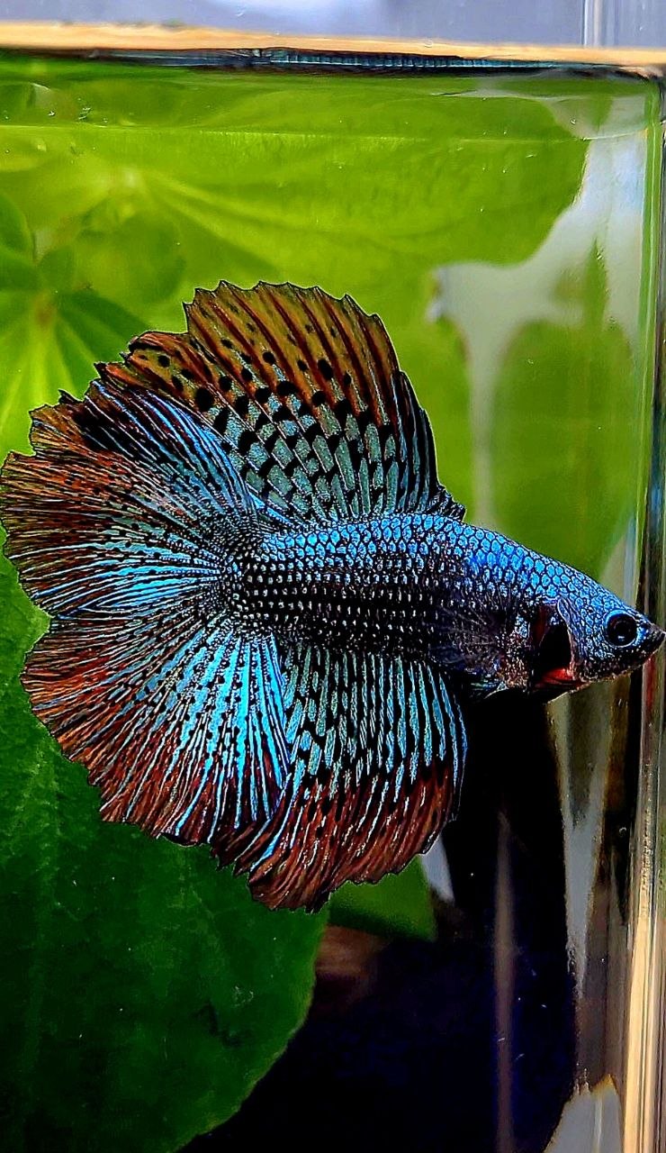 LUXURY HALFMOON DOUBLE TAIL ALIEN GREEN BLUE HYBRID WILD BETTA FISH