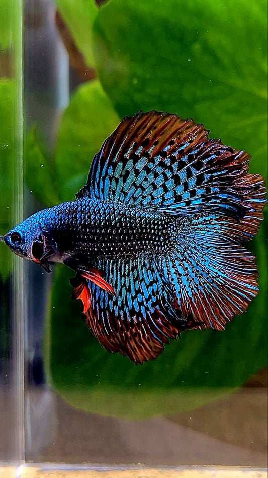 LUXURY HALFMOON DOUBLE TAIL ALIEN GREEN BLUE HYBRID WILD BETTA FISH