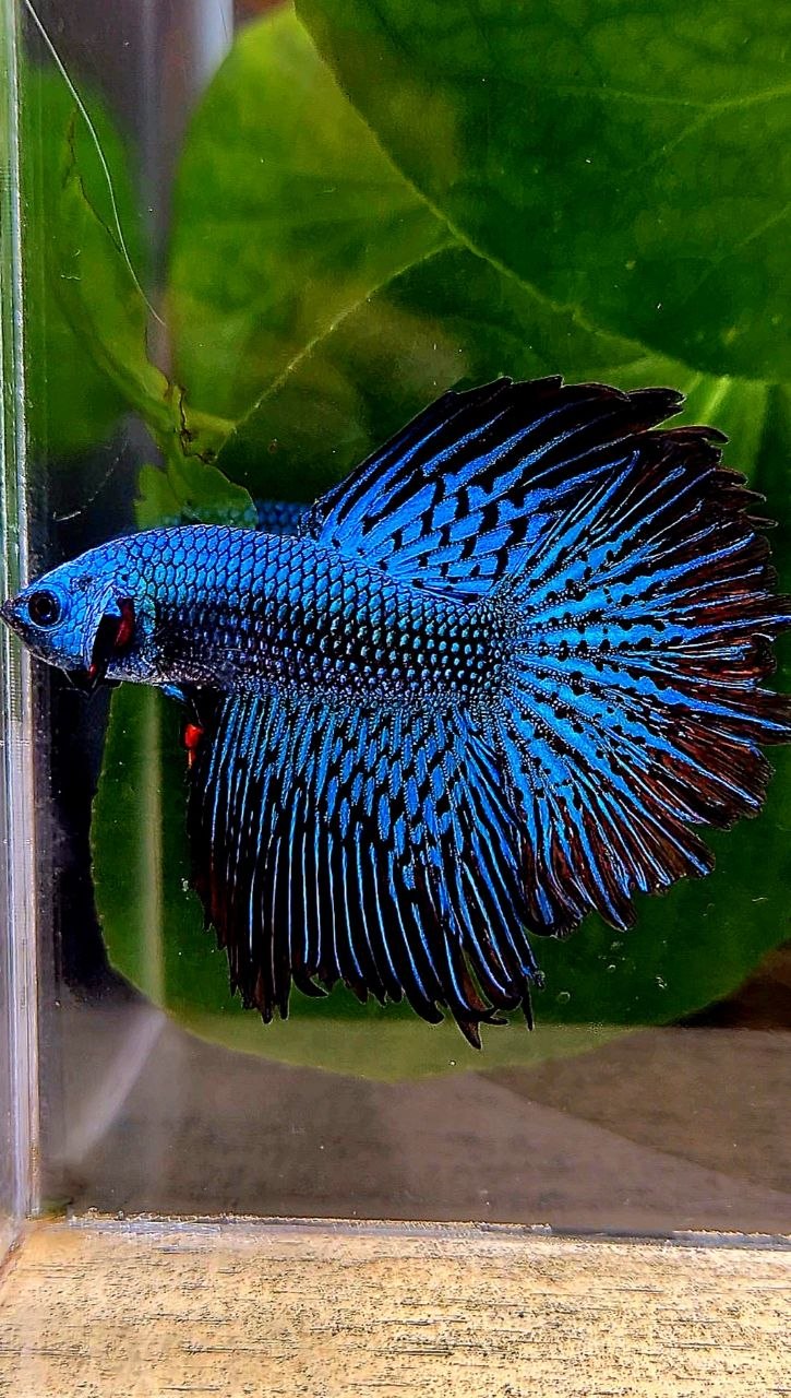 LUXURY HALFMOON ROSETAIL ALIEN GREEN BLUE HYBRID WILD BETTA FISH