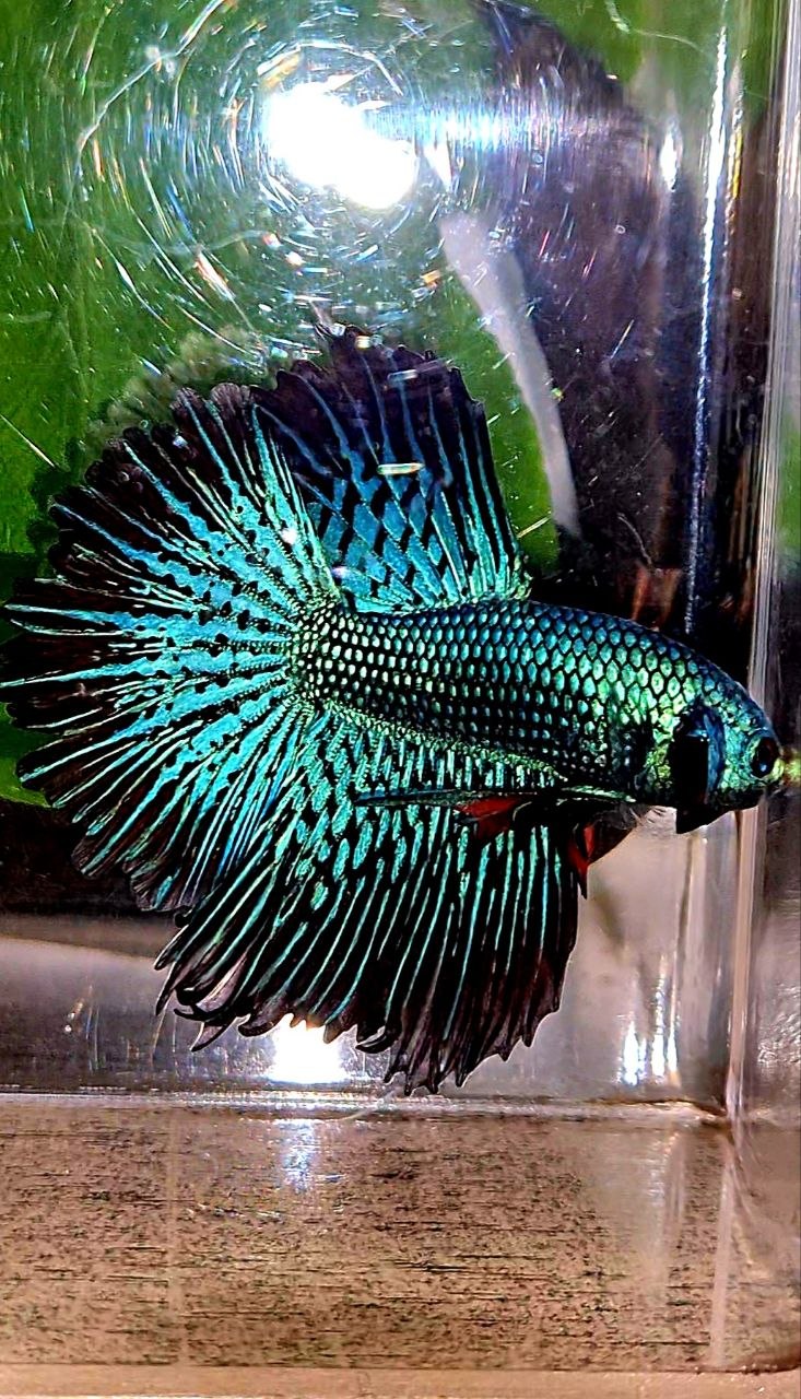 LUXURY HALFMOON ROSETAIL ALIEN GREEN BLUE HYBRID WILD BETTA FISH