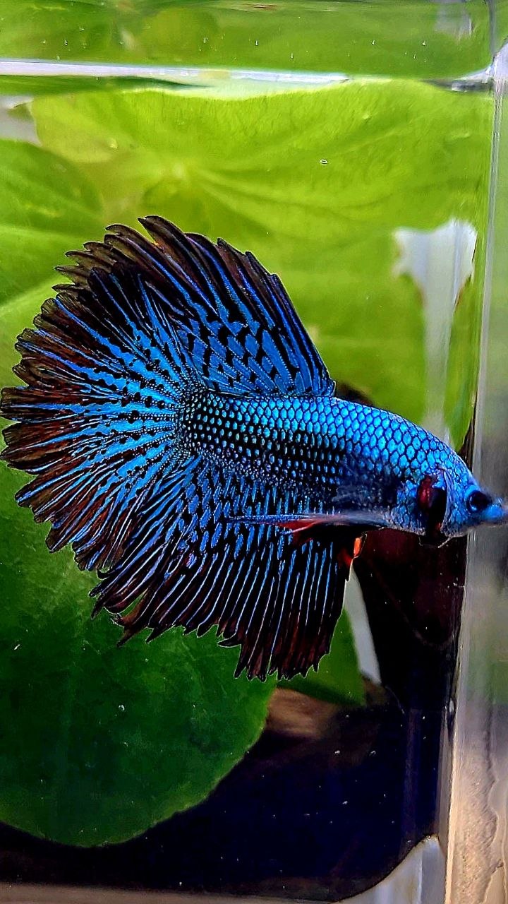 LUXURY HALFMOON ROSETAIL ALIEN GREEN BLUE HYBRID WILD BETTA FISH