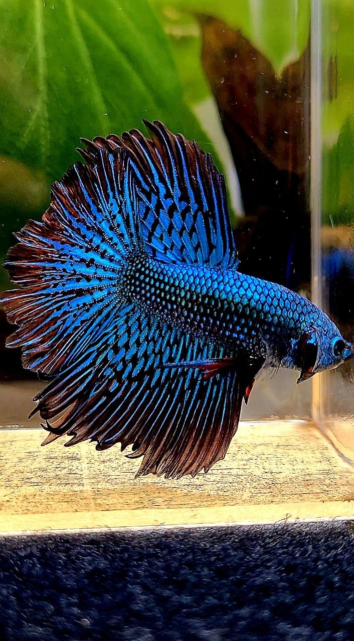 LUXURY HALFMOON ROSETAIL ALIEN GREEN BLUE HYBRID WILD BETTA FISH