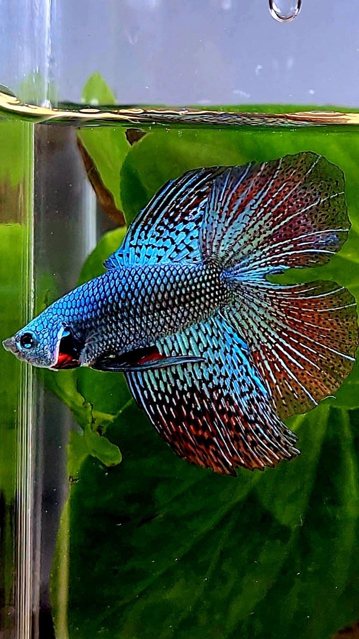 LUXURY HALFMOON DOUBLE TAIL ALIEN GREEN BLUE HYBRID WILD BETTA FISH
