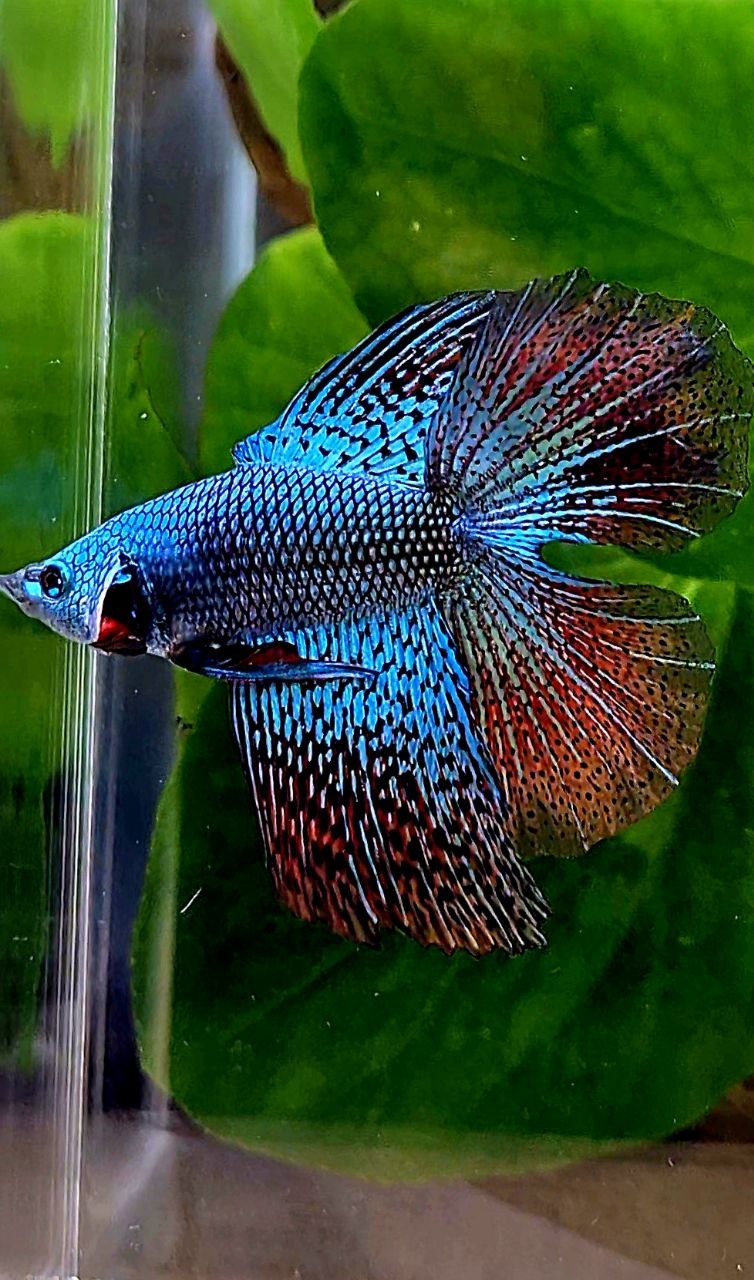 LUXURY HALFMOON DOUBLE TAIL ALIEN GREEN BLUE HYBRID WILD BETTA FISH