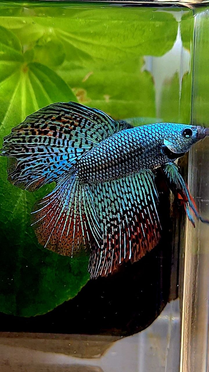 LUXURY HALFMOON DOUBLE TAIL ALIEN GREEN BLUE HYBRID WILD BETTA FISH