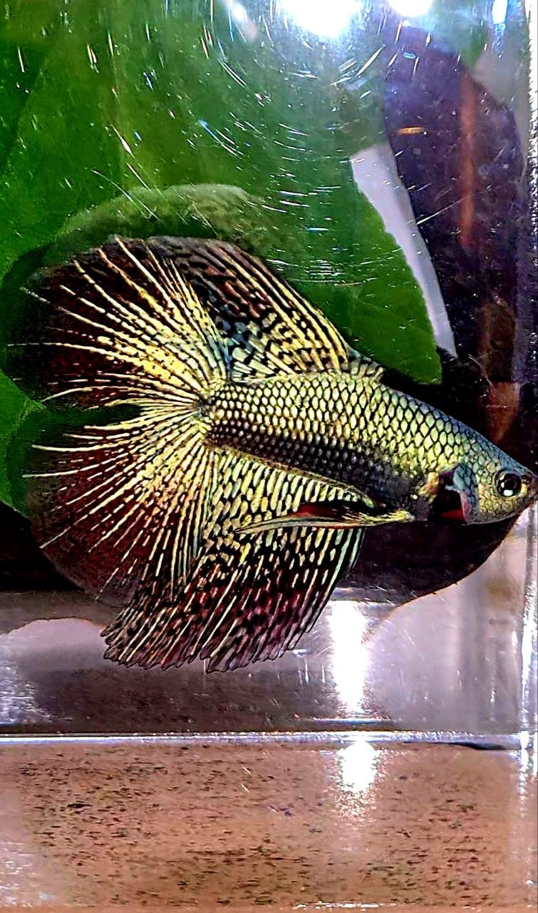 LUXURY HALFMOON DOUBLE TAIL ALIEN GREEN BLUE HYBRID WILD BETTA FISH