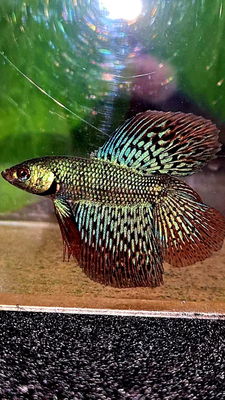 LUXURY HALFMOON DOUBLE TAIL ALIEN GREEN BLUE HYBRID WILD BETTA FISH