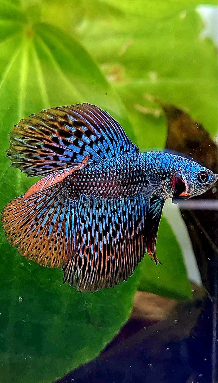 LUXURY HALFMOON DOUBLE TAIL ALIEN GREEN BLUE HYBRID WILD BETTA FISH