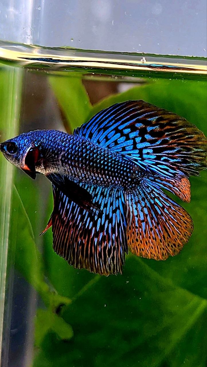 LUXURY HALFMOON DOUBLE TAIL ALIEN GREEN BLUE HYBRID WILD BETTA FISH