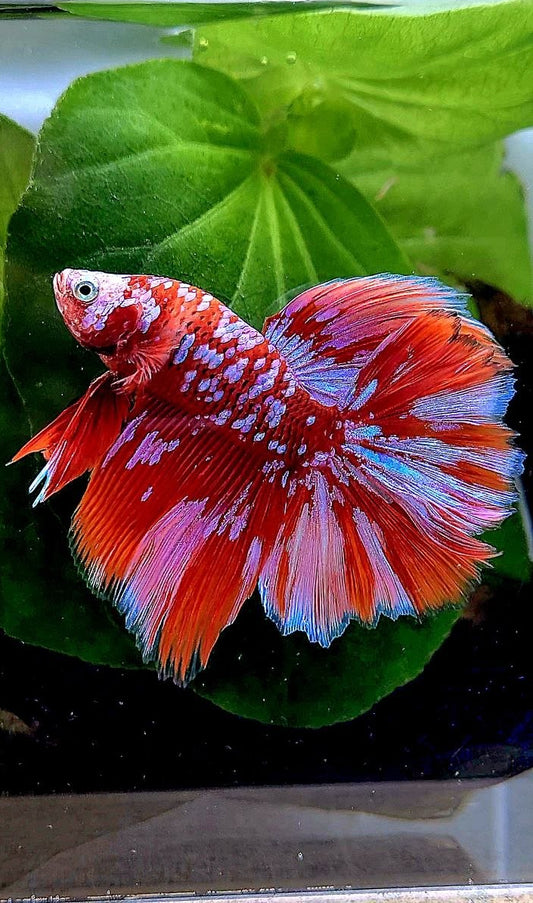 LUXURY HALFMOON ROSETAIL RED PURPLE SUPER GALAXY RGG BETTA FISH