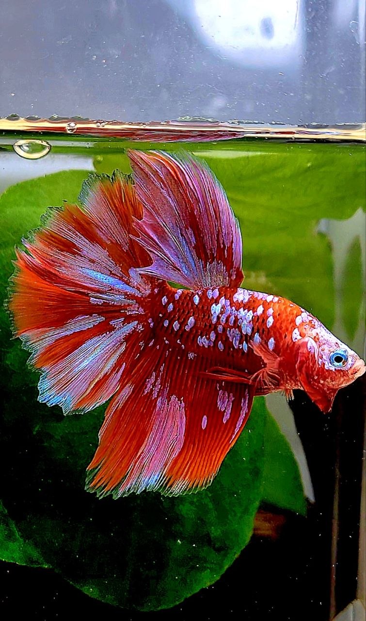 LUXURY HALFMOON ROSETAIL RED PURPLE SUPER GALAXY RGG BETTA FISH
