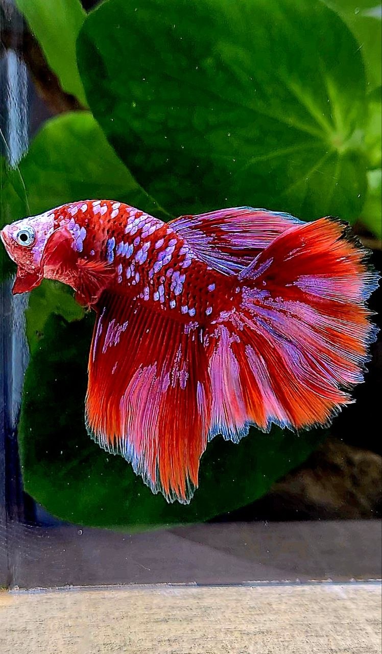 LUXURY HALFMOON ROSETAIL RED PURPLE SUPER GALAXY RGG BETTA FISH