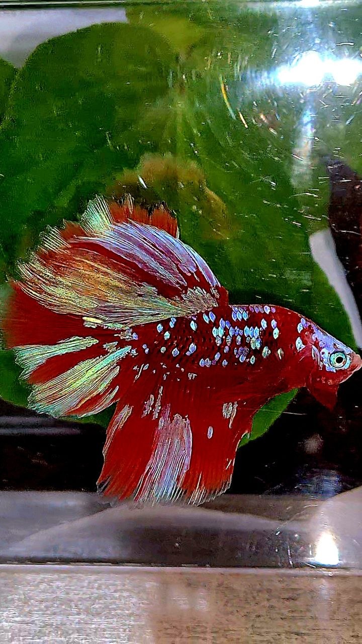 LUXURY HALFMOON ROSETAIL RED PURPLE SUPER GALAXY RGG BETTA FISH