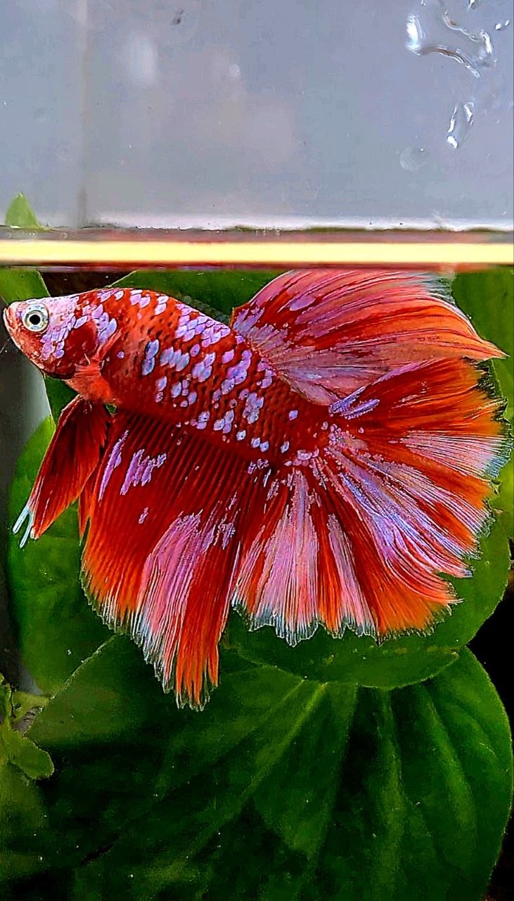LUXURY HALFMOON ROSETAIL RED PURPLE SUPER GALAXY RGG BETTA FISH