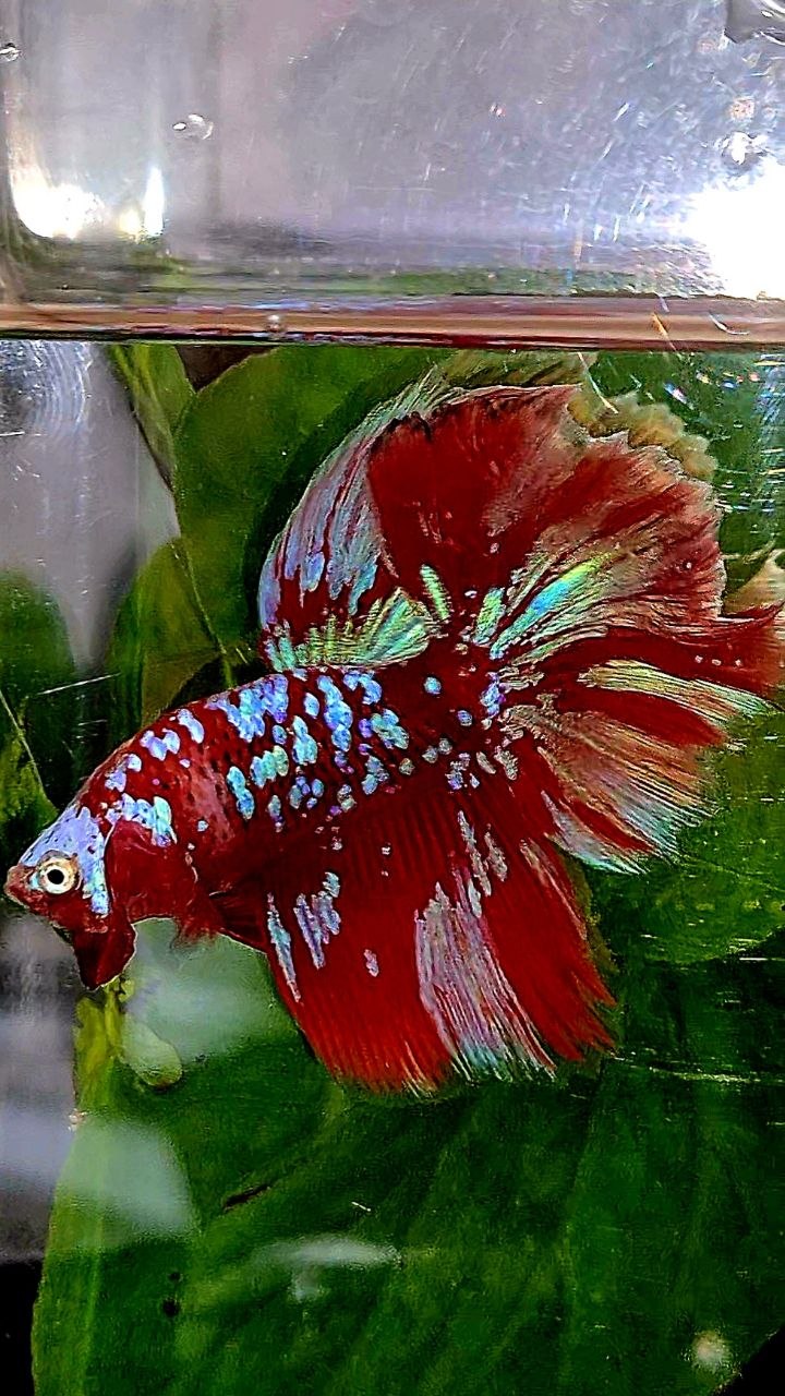 LUXURY HALFMOON ROSETAIL RED PURPLE SUPER GALAXY RGG BETTA FISH