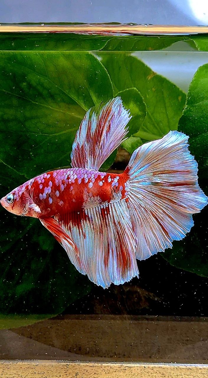 HALFMOON ROSETAIL BARONGSAI RED WHITE GALAXY BETTA FISH