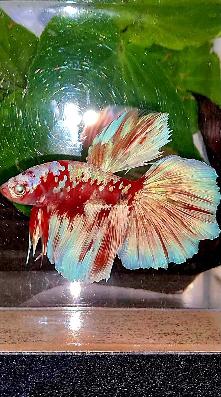 HALFMOON ROSETAIL BARONGSAI RED WHITE GALAXY BETTA FISH