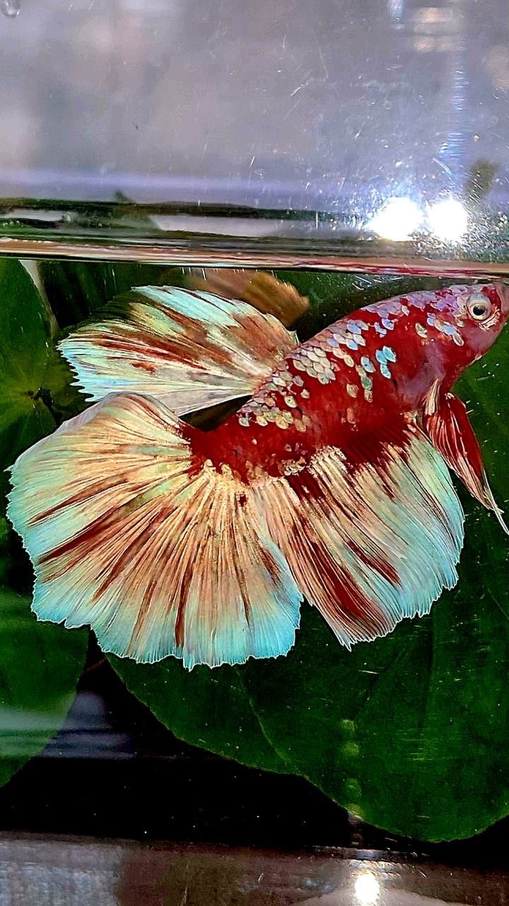 HALFMOON ROSETAIL BARONGSAI RED WHITE GALAXY BETTA FISH
