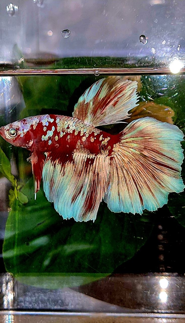 HALFMOON ROSETAIL BARONGSAI RED WHITE GALAXY BETTA FISH