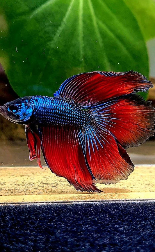 LUXURY HALFMOON DOUBLE TAIL RED IMBELIS HYBRID WILD BETTA FISH
