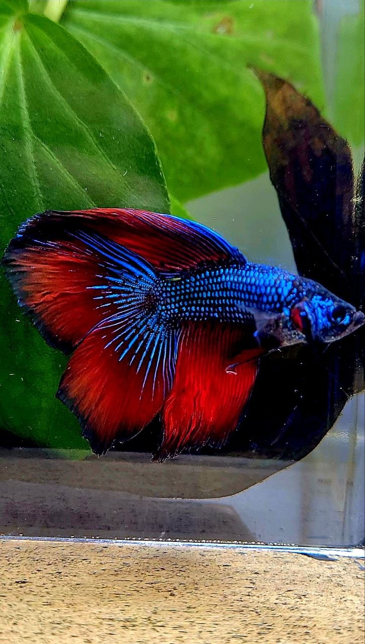 LUXURY HALFMOON DOUBLE TAIL RED IMBELIS HYBRID WILD BETTA FISH