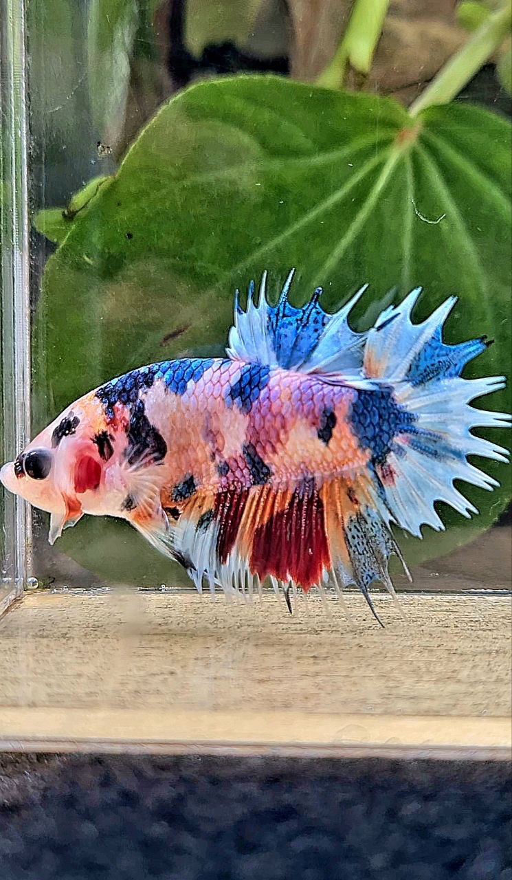 CROWNTAIL PLAKAT CANDY MULTICOLOR BETTA FISH