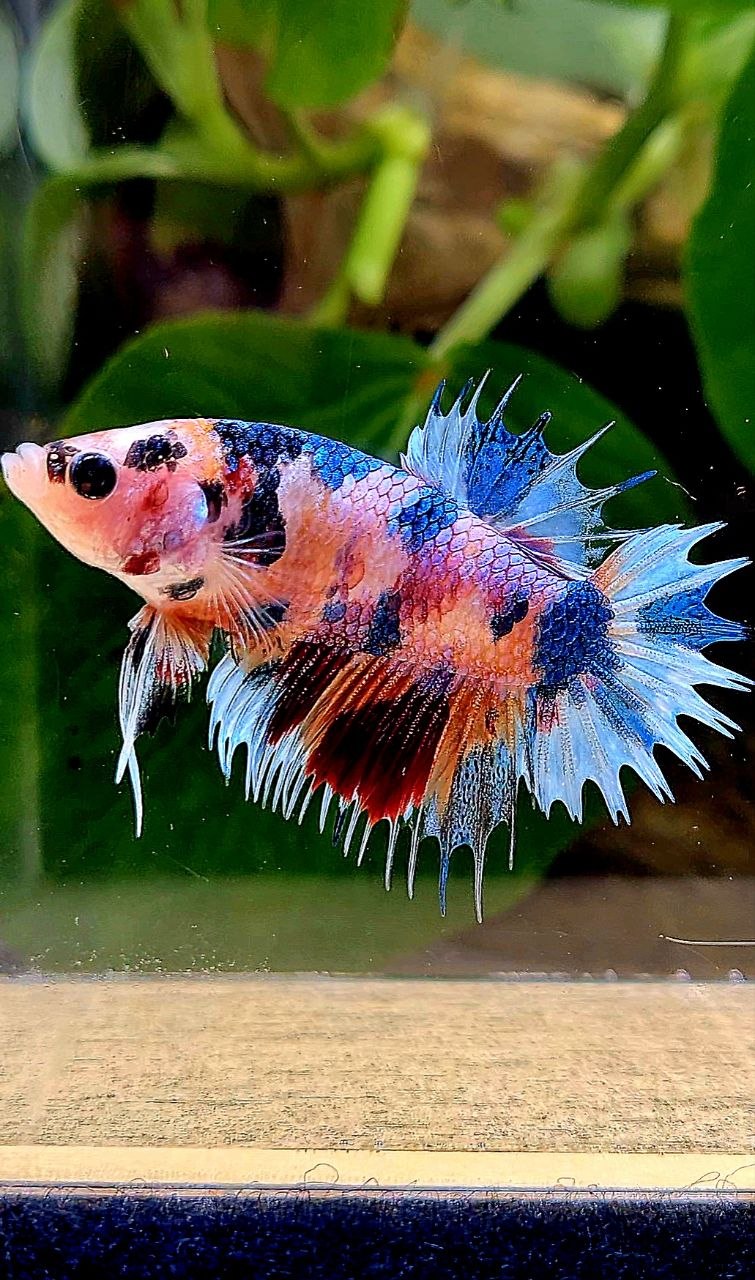 CROWNTAIL PLAKAT CANDY MULTICOLOR BETTA FISH
