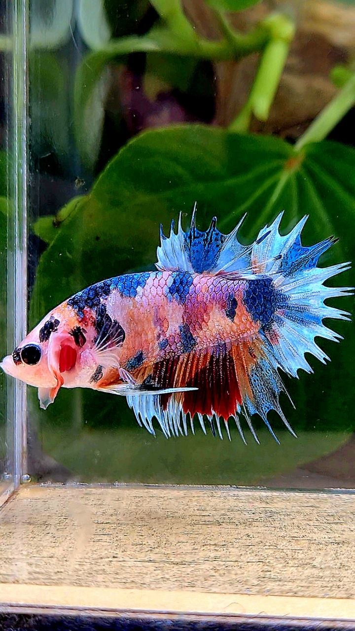 CROWNTAIL PLAKAT CANDY MULTICOLOR BETTA FISH