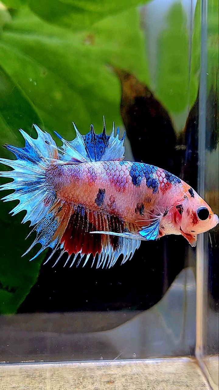 CROWNTAIL PLAKAT CANDY MULTICOLOR BETTA FISH