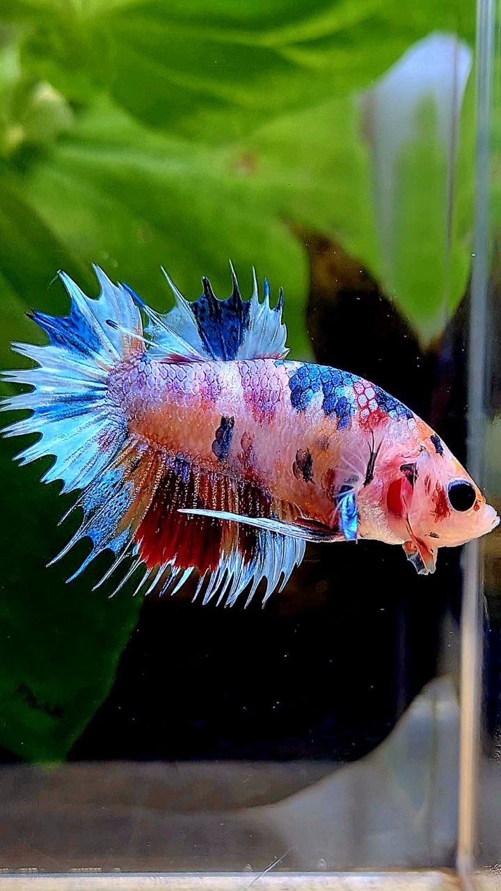 CROWNTAIL PLAKAT CANDY MULTICOLOR BETTA FISH