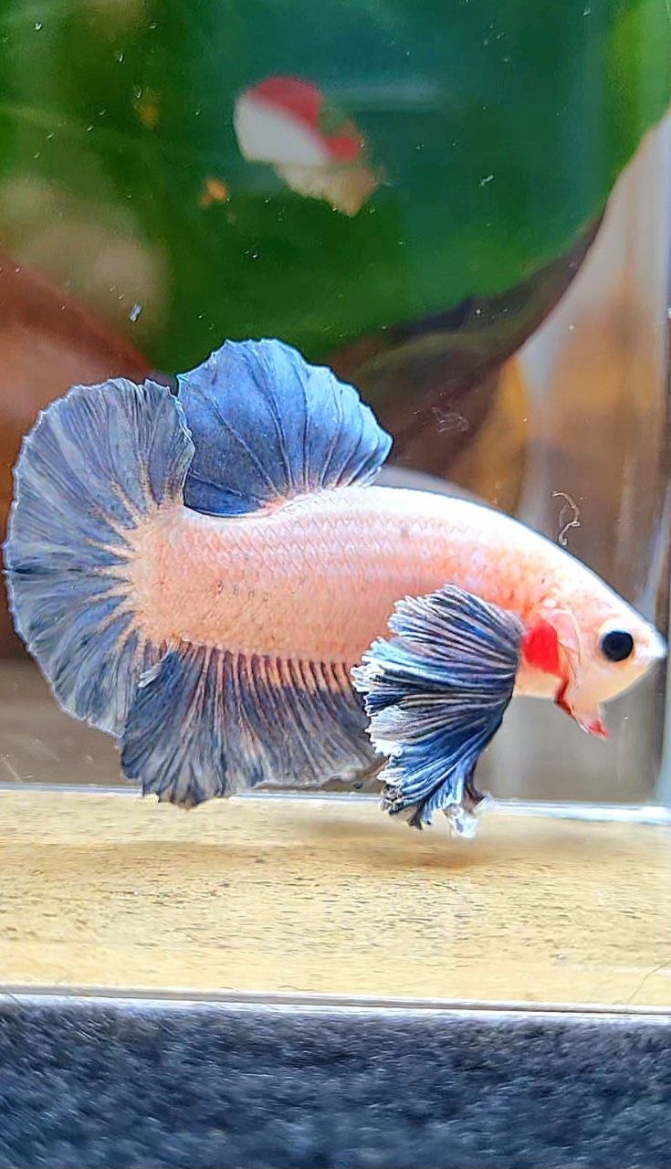 PLAKAT DUMBO EAR BLUE GRIZZLE BETTA FISH