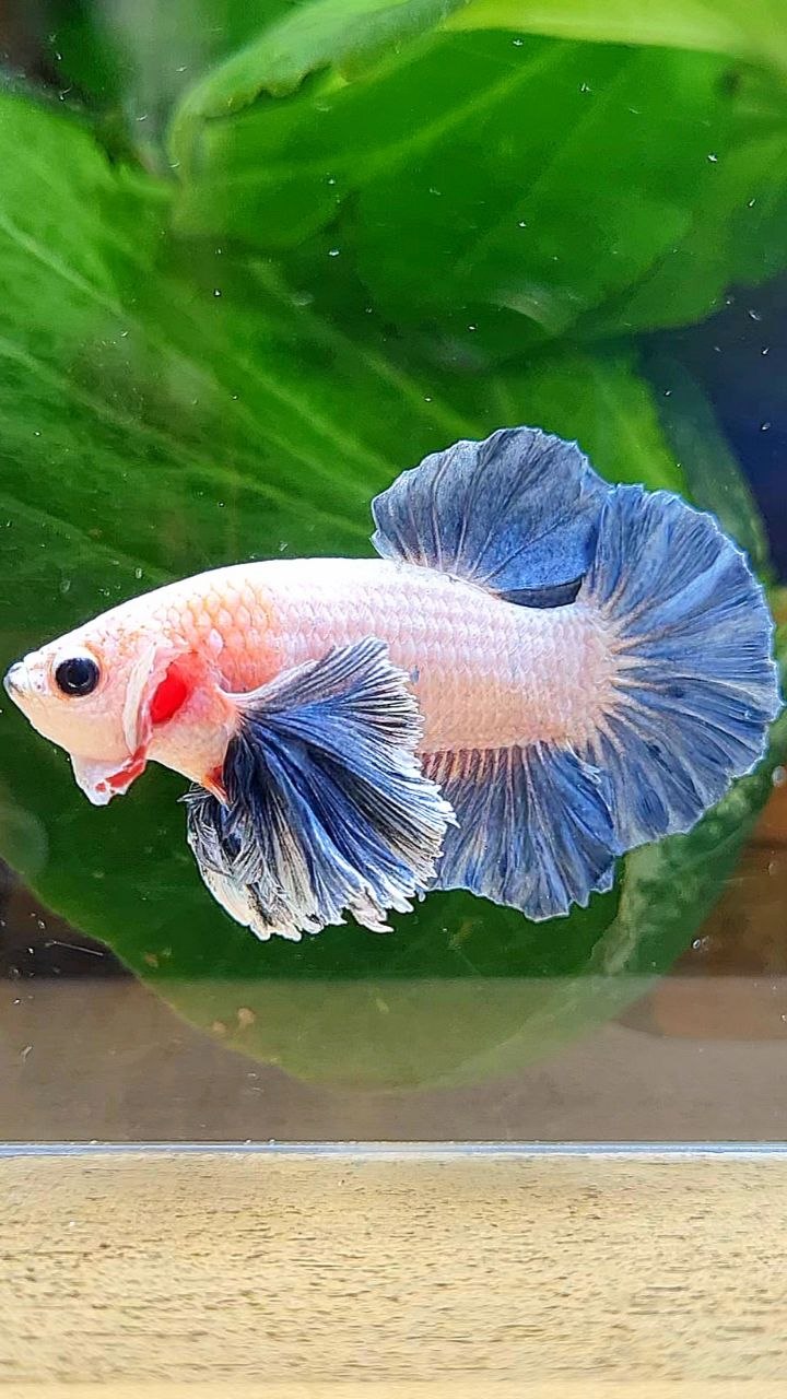 PLAKAT DUMBO EAR BLUE GRIZZLE BETTA FISH