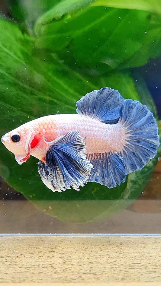 PLAKAT DUMBO EAR BLUE GRIZZLE BETTA FISH