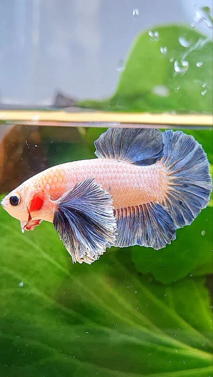 PLAKAT DUMBO EAR BLUE GRIZZLE BETTA FISH