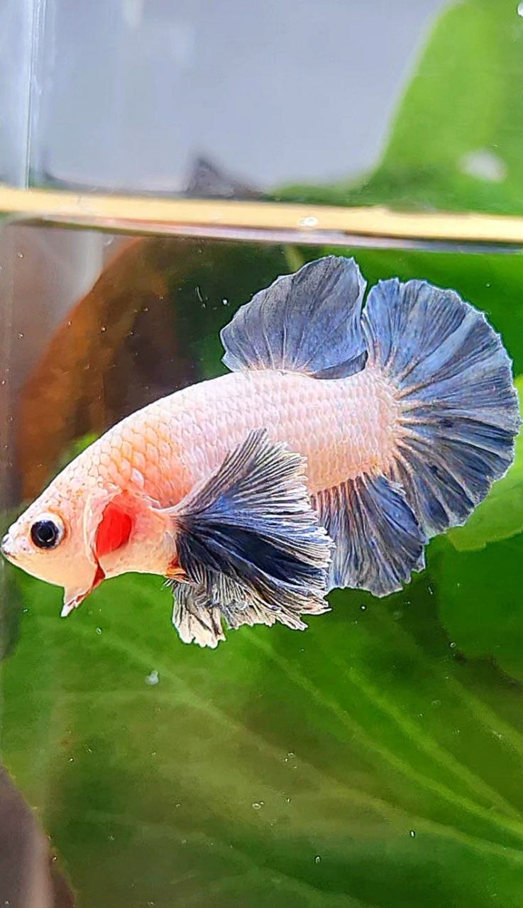 PLAKAT DUMBO EAR BLUE GRIZZLE BETTA FISH